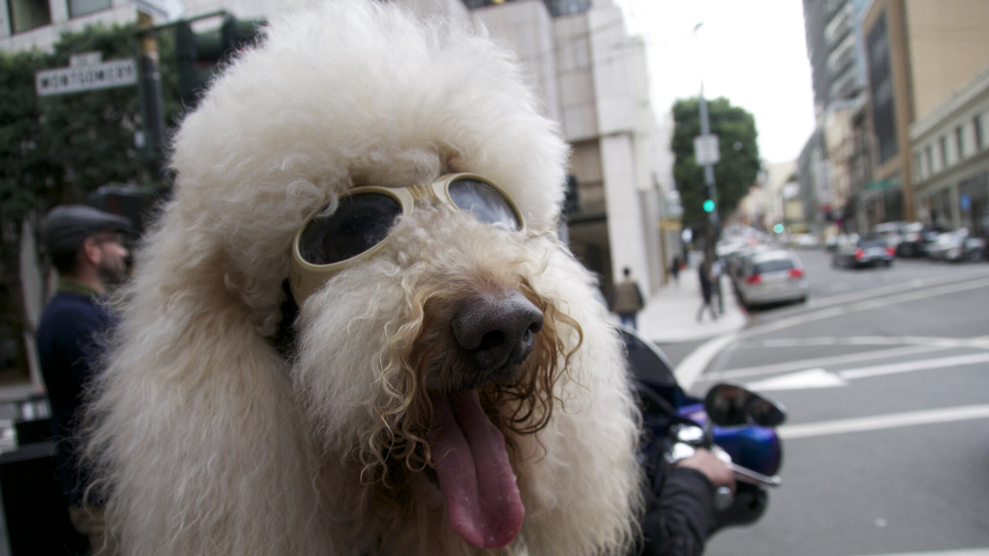 Dogs: The untold story