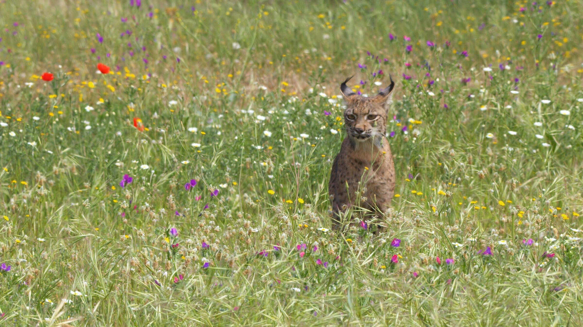 Land of the Iberian lynx