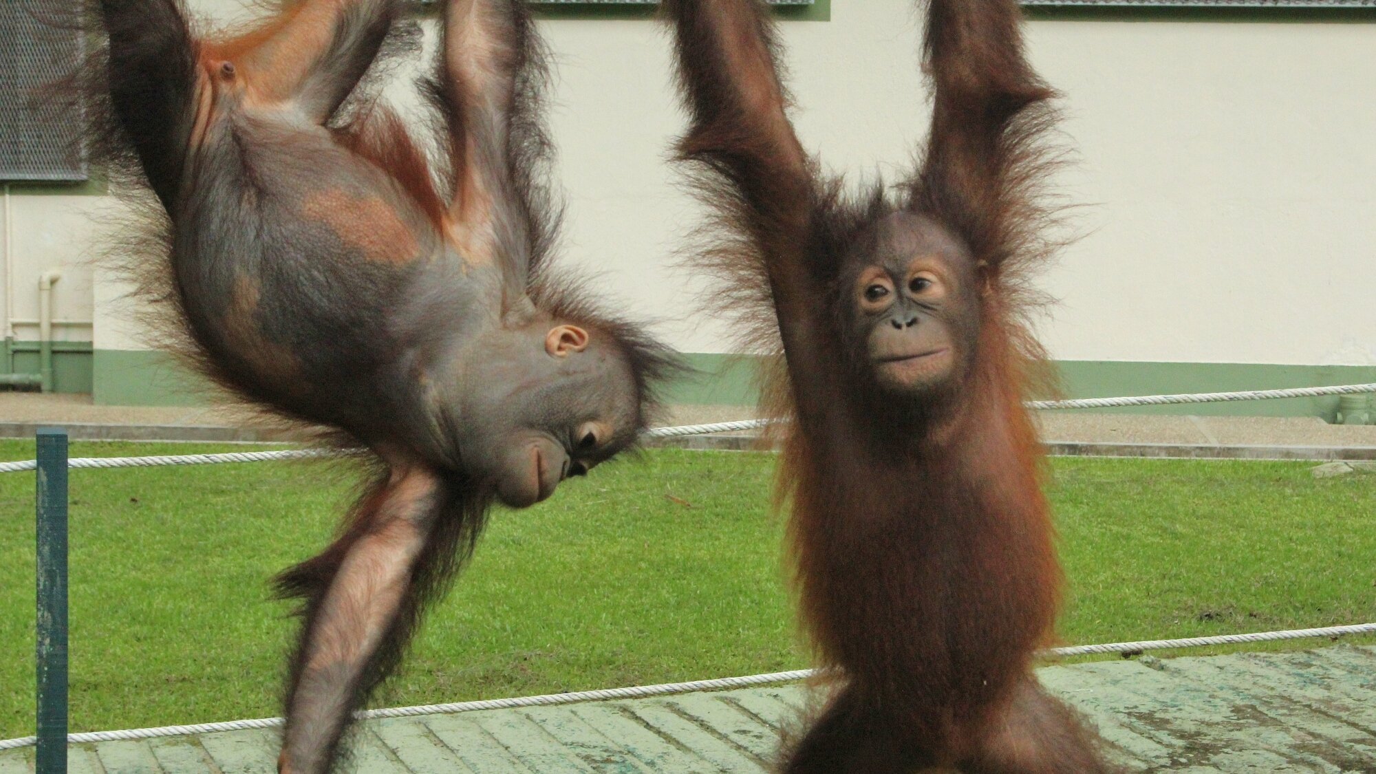 Meet the orangutans
